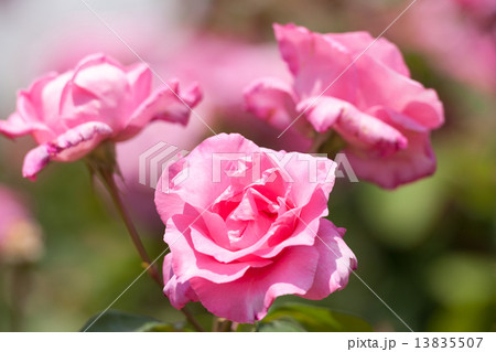 バラ　ザ・マッカートニー・ローズ 13835507