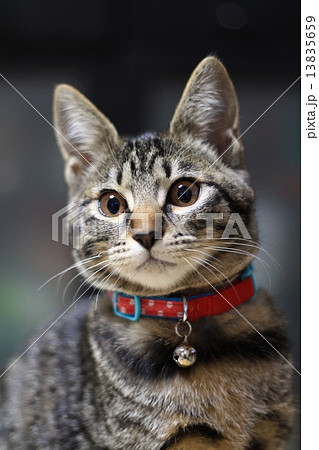 捨て猫 13835659
