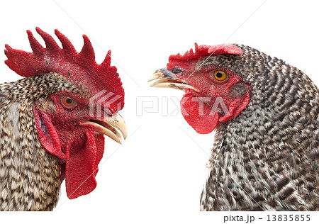 head hen and cock head hen and cock 13835855