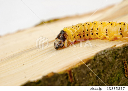 little woodworm little woodworm 13835857