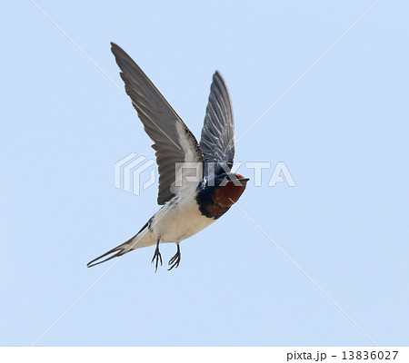 飛翔するツバメ 飛翔するツバメ 13836027