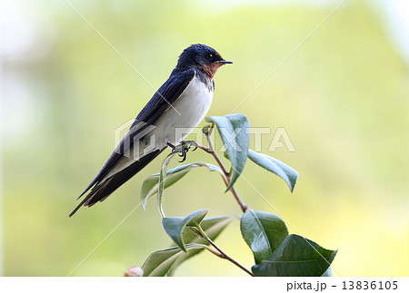 ツバキに留まるツバメ(横顔) 13836105