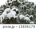 木に積もる雪 13836179