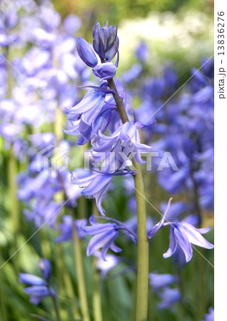 さわやかな春花壇：シラー（釣鐘水仙） 13836276