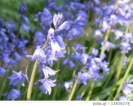 さわやかな春花壇：シラー（釣鐘水仙） 13836278