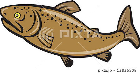 Brown Trout Fish Side Cartoon 13836508