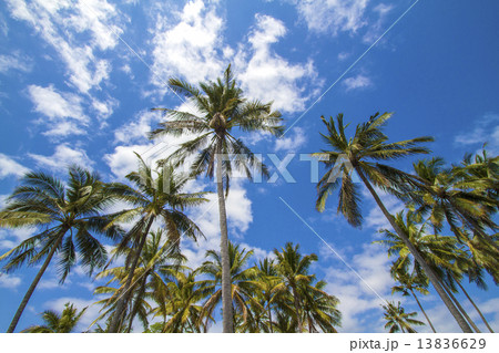 Tropical palms. Tropical palms. 13836629