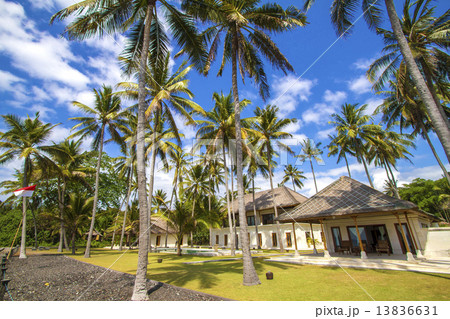 Tropical palms. 13836631