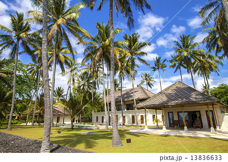 Tropical palms. 13836633