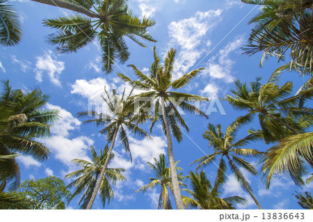 Tropical palms. Tropical palms. 13836643