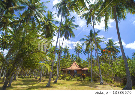 Tropical palms. 13836670