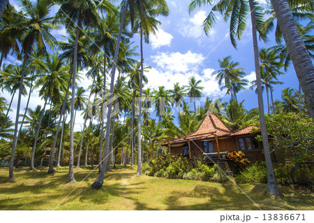 Tropical palms. 13836671
