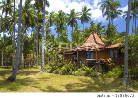 Tropical palms. 13836672