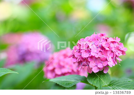 満開の紫陽花　Hydrangea in full bloom 13836789