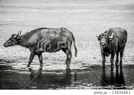 Bubalus arnee cattle in a pond Bubalus arnee cattle in a pond 13836861