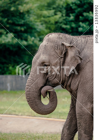 Old cute elephant eating straw 13836992