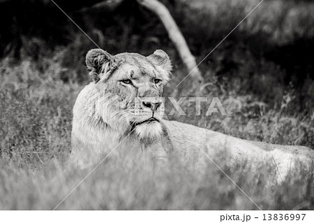 Lion relaxing in the grass Lion relaxing in the grass 13836997