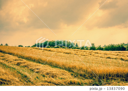 Dry agricultural field landscape Dry agricultural field landscape 13837090