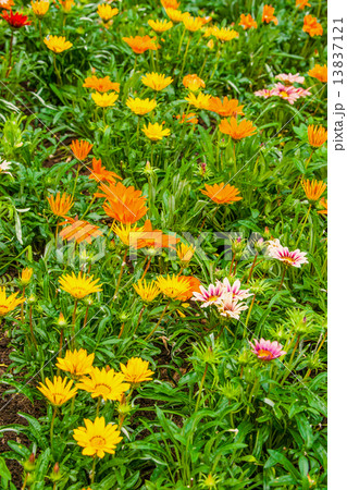 Beautiful summerflowers on a green meadow 13837121