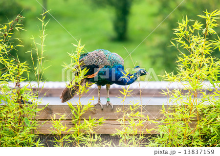 Beautiful peacock standing on wood Beautiful peacock standing on wood 13837159