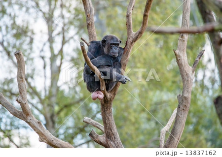Chimpanzee in a tree 13837162