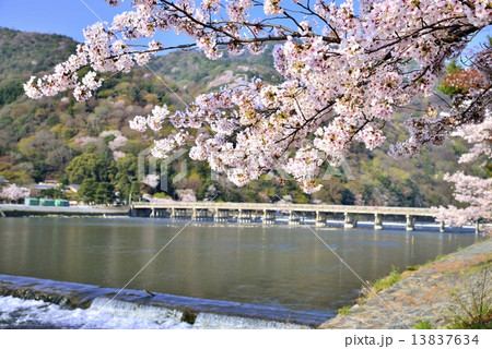 桜と渡月橋 桜と渡月橋 13837634