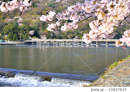 桜と渡月橋 13837635