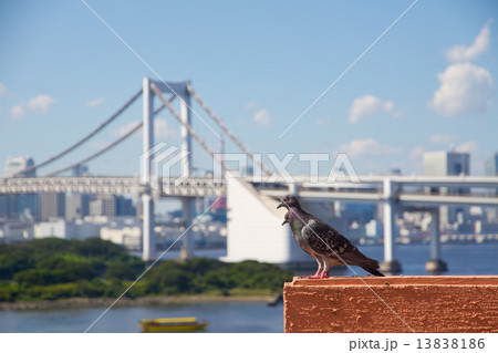 鳩とレインボーブリッジ 13838186