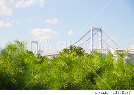 松とレインボーブリッジ 松とレインボーブリッジ 13838187