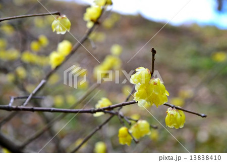 弥勒公園蝋梅1 弥勒公園蝋梅1 13838410