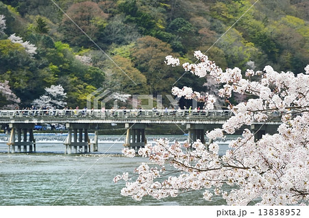 嵐山の桜 渡月橋 嵐山の桜 渡月橋 13838952