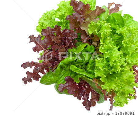 fresh lettuce leaves of different types isolated on a white back 13839091