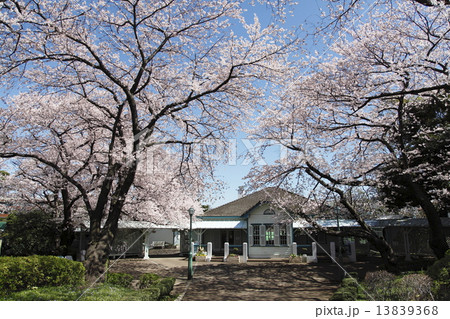 横浜 山手公園 旧山手68番館 ソメイヨシノの写真素材