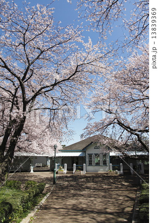 横浜 山手公園 旧山手68番館 ソメイヨシノ 13839369