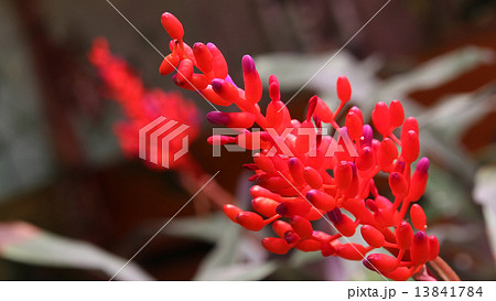 サンゴアナナス 13841784