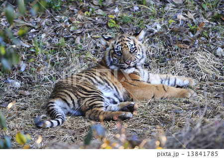トラの赤ちゃん 13841785