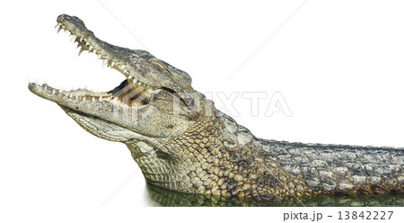 large American crocodile with open mouth 13842227