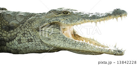 crocodile with open mouth 13842228