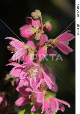 ベニバナバイカウツギの花 13842305