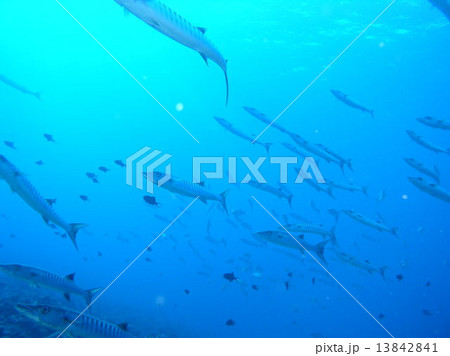 悠然と泳ぐバラクーダの群れ 悠然と泳ぐバラクーダの群れ 13842841