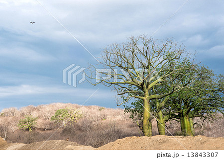Giant ceiba trees grows up in sunny coast of Ecuador 13843307