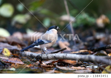 ウソ(メス)2 ウソ(メス)2 13843451