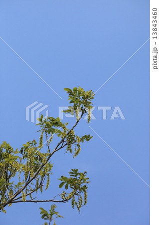 サワグルミの実と青空 13843460