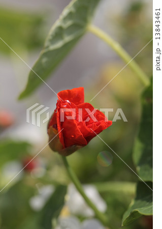 ナスタチウム赤花の蕾と雨雫 13843461