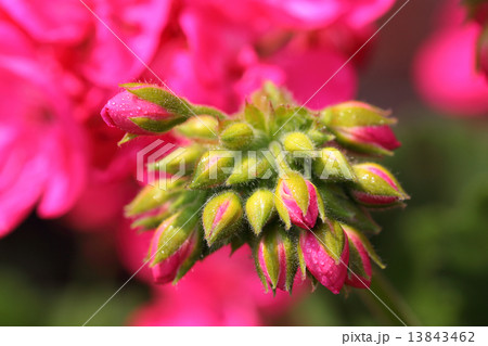 ゼラニューム赤花の蕾と朝露 13843462