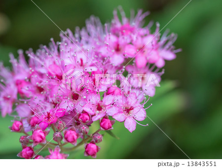 下野の花 下野の花 13843551