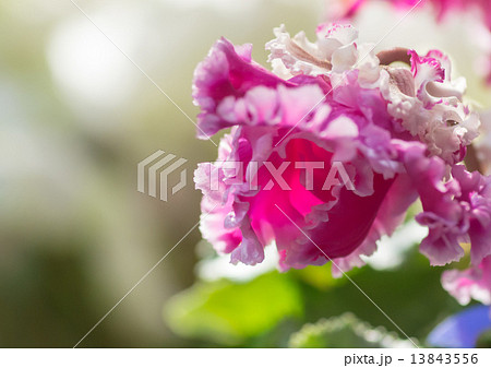 シクラメン 13843556