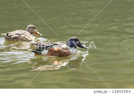 ハシビロガモのオスとメス 13843563