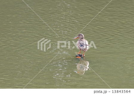 ハシビロガモのメス ハシビロガモのメス 13843564