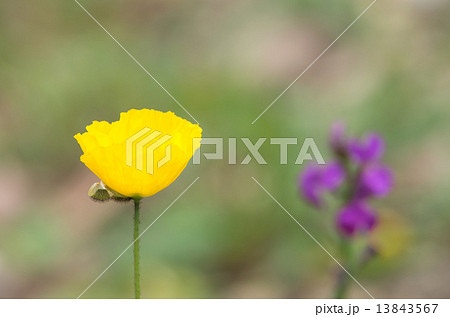 アイスランドポピー 13843567